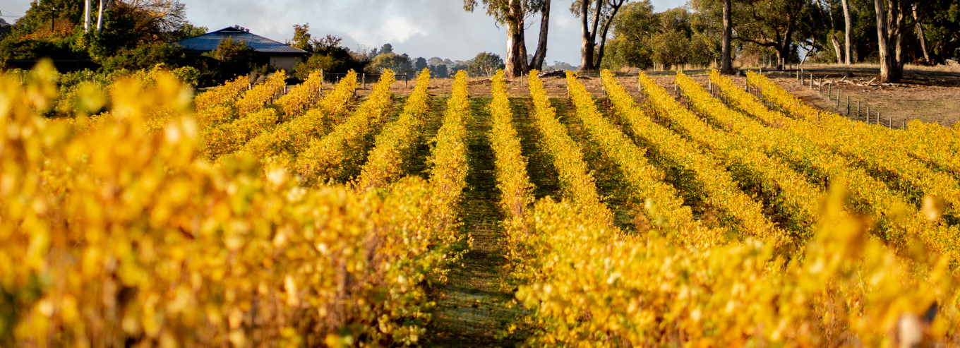 Hahndorf Hill Winery